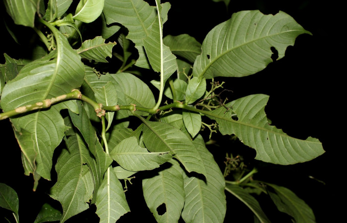 Fig. 22. Planta que come Xylophanes juanita, Familia, Rubiaceae, Psychotria pubescens, posición envés, (parte de abajo)  Area de Conservación Guanacaste, Sector Cacao, Gongora Bananal, elevación 600 m.s.n.m. (Foto Harry.Ramirez Oct. 2018)