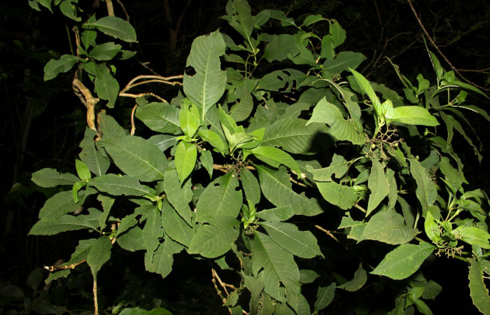 Fig. 21. Planta que come Xylophanes juanita, Familia, Rubiaceae, Psychotria pubescens, posición haz, (parte de arriba)  Area de Conservación Guanacaste, Sector Cacao, Gongora Bananal, elevación 600 m.s.n.m. (Foto Harry.Ramirez Oct. 2018)