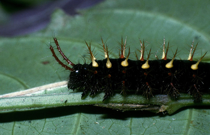 Fig. 6 Detalle cabeza larva <i>Siproeta epaphus</i> (Nymphalidae). Voucher 04-SRNP-974-DHJ81631.jpg