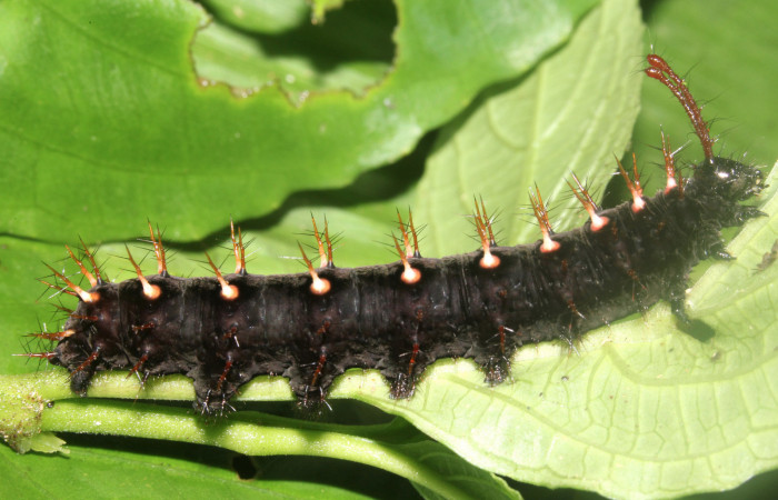 Fig. 1 Larva <i>Siproeta biplagiata</i> (Nymphalidae), vista lateral. Voucher 16-SRNP-40643-DHJ724858.JPG
