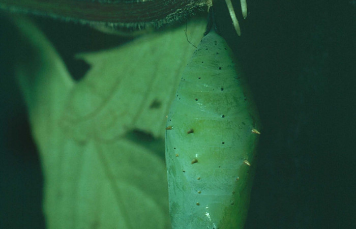 Fig. 7 Pupa <i>Siproeta biplagiata</i>, Nymphalidae; colgalda en su planta hospedera <i>Blechum pyramidatum</i> (Acanthaceae). Voucher 81-SRNP-71-DHJ1733.jpg
