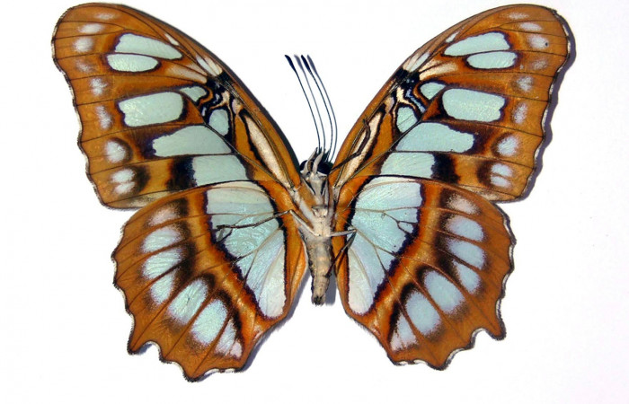 Fig. 11 Adulto <i>Siproeta biplagiata</i>, Nymphalidae; vista ventral. Voucher 81-SRNP-71-DHJ97031