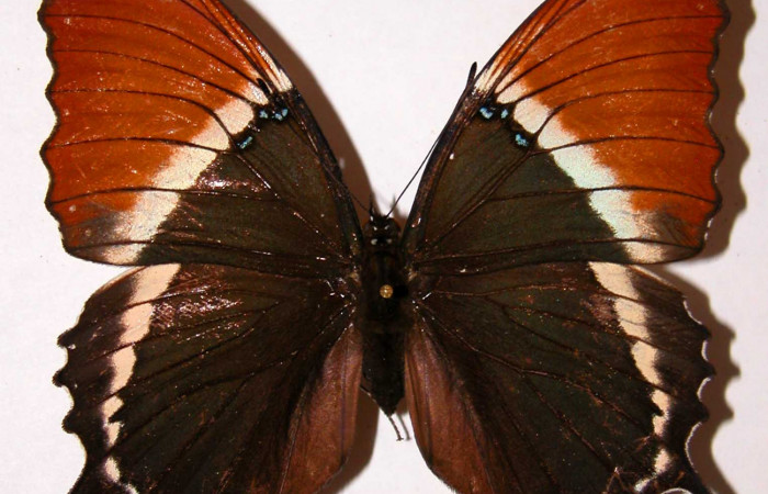 Fig. 10 Adulto <i>Siproeta ephaphus</i>, Nymphalidae; vista dorsal. Voucher 97-SRNP-1789-DHJ34118.