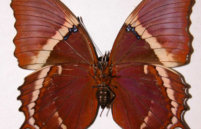 Fig. 12 Adulto <i>Siproeta epaphus</i>, Nymphalidae; vista ventral. Voucher 97-SRNP-1789-DHJ34119