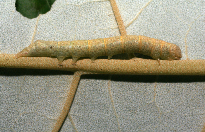 Figura 2. Larva <i>Perigea drusilla</i> (Noctuidae). Posición lateral entero en la hoja de la planta de <i>Piptocarpha poeppigiana</i> (Asteraceae). Estación Pitilla. 09-SRNP-70793-DHJ460960.jpg.
