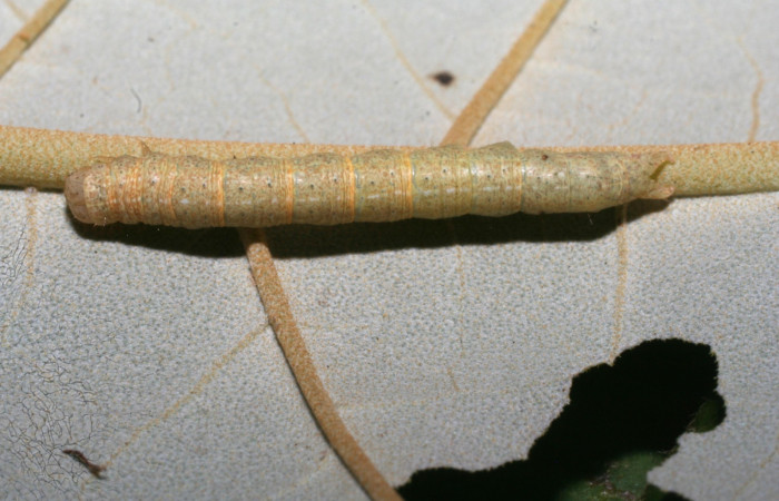Figura 3. Larva <i>Perigea drusilla</i> (Noctuidae). Posición dorsal entero en la hoja de la planta de <i>Piptocarpha poeppigiana </i>(Asteraceae). Estación Pitilla. 09-SRNP-70793-DHJ460962.jpg.