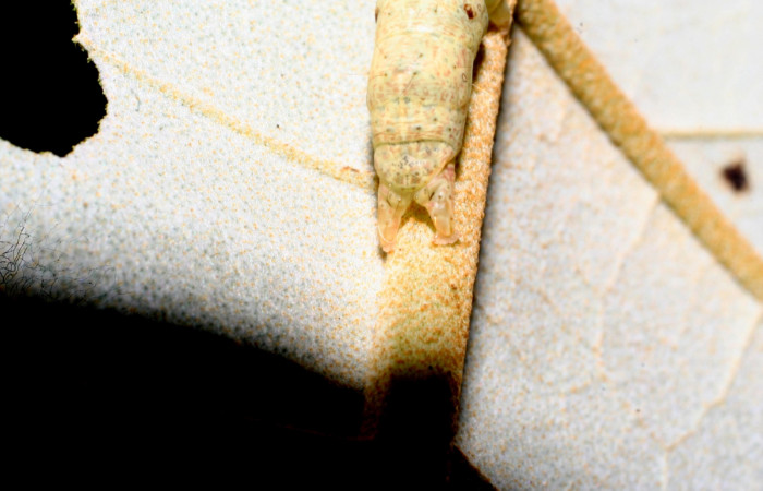 Figura 4. Larva <i>Perigea drusilla</i> (Noctuidae). Posición cola en la hoja de la planta de <i>Piptocarpha poeppigiana</i> (Asteraceae). Estación Pitilla. 09-SRNP-70793-DHJ460966.jpg.