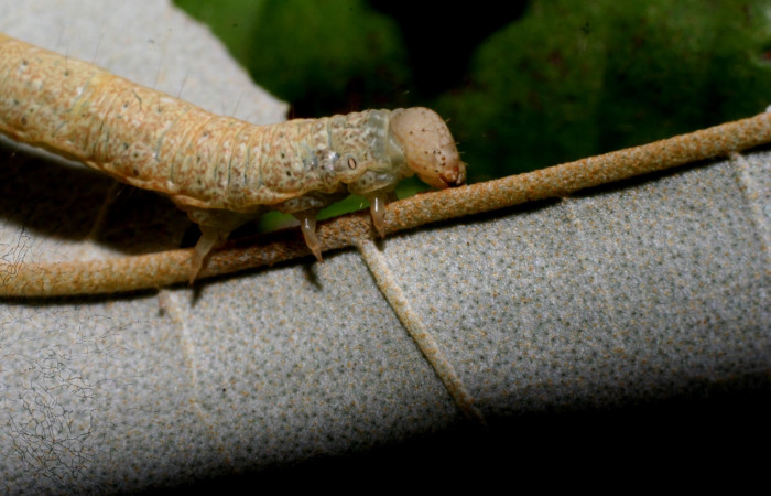 Figura 5. Larva <i>Perigea drusilla</i> (Noctuidae). Posición lateral cabeza en la hoja de la planta de <i>Piptocarpha poeppigiana</i> (Asteraceae). Estación Pitilla. 09-SRNP-70793-DHJ460968.jpg.