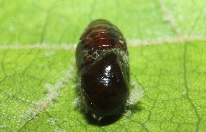 Figura 11. Pupa <i>Perigea drusilla</i> (Noctuidae). en la planta de <i>Piptocarpha poeppigiana</i> (Asteraceae). Estación Botarrama. 18-SRNP-45709-DHJ718886.jpg.  