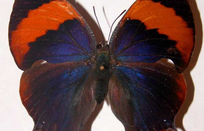 Fig. 1 Adulto hembra vista dorsal <i>Memphis indigotica</i> (Nymphalidae), mide 63mm. 01-SRNP-11114-DHJ33732. 