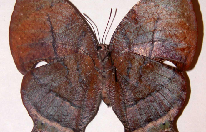 Fig. 2 Adulto hembra vista dorsal <i>Memphis indigotica</i> (Nymphalidae), mide 63mm. 01-SRNP-11114-DHJ33733. 