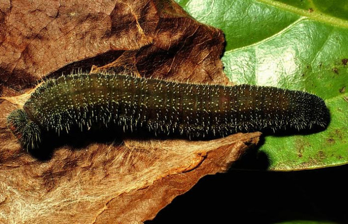 Fig. 6 Larva <i>Memphis indigotica</i> (Nymphalidae), vista dorsal  01-SRNP-1044-DHJ57519.
