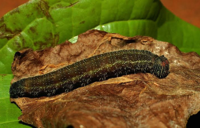 Fig. 7 Larva <i>Memphis indigotica</i> (Nymphalidae), vista dorsal  01-SRNP-1044-DHJ575120