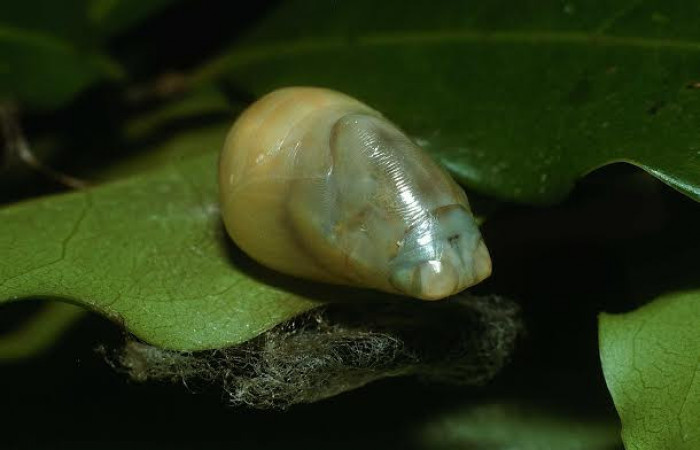 Fig. 08 Pupa <i>Memphis indigotica</i> (Nymphalidae), pupa vista diagonal voucher: 03-SRNP-37954-DHJ80441.