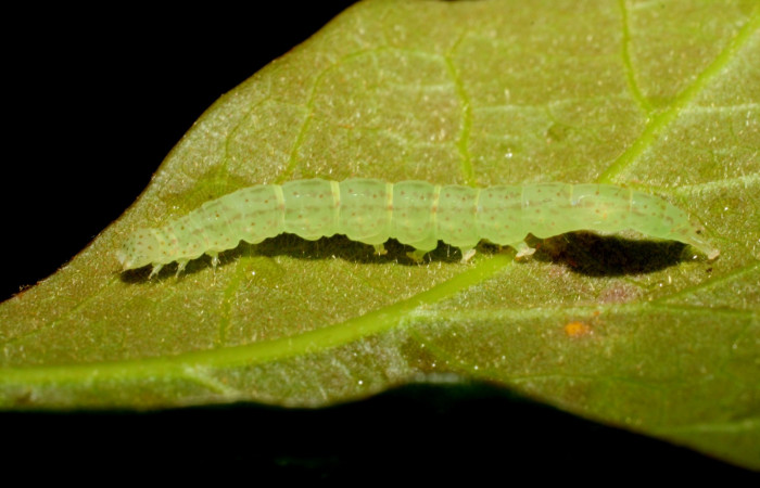 Fig. 3 Larva <i>Antiblemma</i>  Poole34  en último estadio mostrando parte lateral.  Voucher: 07-SRNP-58906-DHJ428938.jpg
