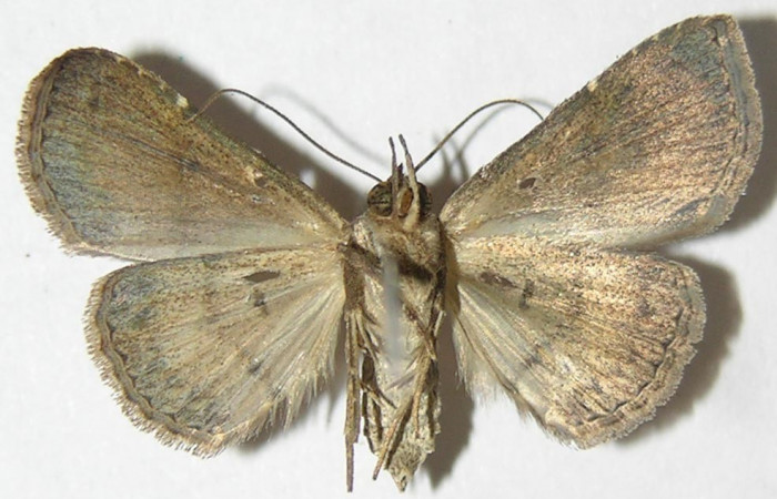 Fig.5 Adulto  <i>Antiblemma</i> Poole34 ventral hembra. Voucher:  09-SRNP-55089-DHJ396989.jpg