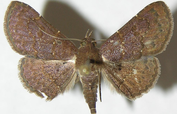 Fig.6 Adulto <i>Antiblemma</i> Poole34 ventral macho  Voucher: 09-SRNP-55022-DHJ396986.jpg