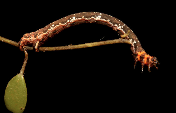 Figura 1. Larva <i>Eusarca minucia</i> (Geometridae), último estadio posición lateral, mide 40 mm aproximadamente. Planta hospedera <i>Peperomia angularis)</i> (Piperaceae). Voucher: 10-SRNP-44380-DHJ478659.jpg.
