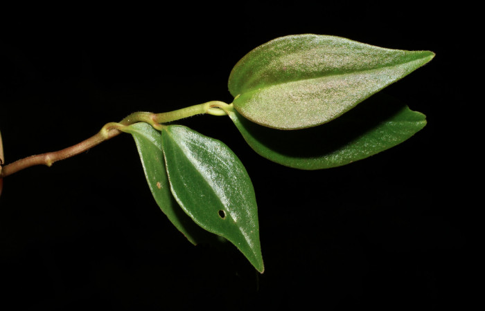 Figura 10. Planta hospedera <i> Peperomia angularis</i> (Piperaceae), una de las plantas donde se alimenta la larva de <i>Eusarca minucia</i> (Geometridae). Foto tomada por Roster Moraga, en estacion biológica el Hacha ACG, en la quebrada lajosa el 06 noviembre del 2020.