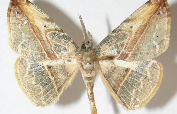 Figura 15. Adulto de <i>Eusarca minucia</i> (Geometridae) mide 27 milímetros, posición dorsal parte enfocada el tórax y alas. Voucher: 10-SRNP-70007-DHJ521378.