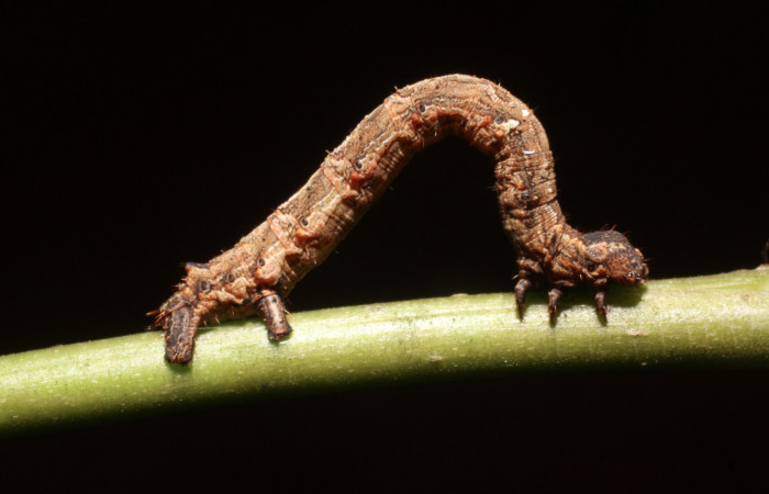 Figura 16. Larva <i>Eusarca crameraria</i> (Geometridae), cuarto estadio posición dorsal, mide 26 mm aproximadamente. Planta hospedera <i>Justicia aurea</i> (Acanthaceae). Voucher: 19-SRNP-67-DHJ758340.jpg