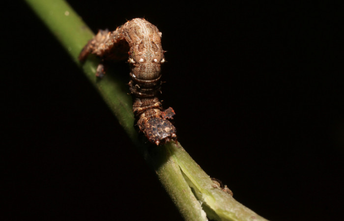Figura 17. Larva <i>Eusarca crameraria</i> (Geometridae), cuarto estadio posición frontal dorsal, mide 26 mm aproximadamente. Planta hospedera <i>Justicia aurea</i> (Acanthaceae). Voucher: 19-SRNP-67-DHJ758342.jpg.
