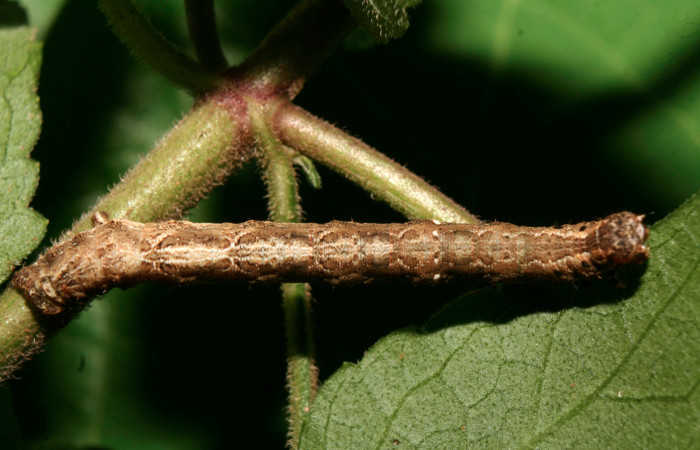 Figura 18. Larva <i>Eusarca crameraria</i> (Geometridae), cuarto estadio posición dorsal, mide 26 mm aproximadamente. Planta hospedera <i>Justicia aurea</i> (Acanthaceae). Voucher: 14-SRNP-70300-DHJ703905.jpg.