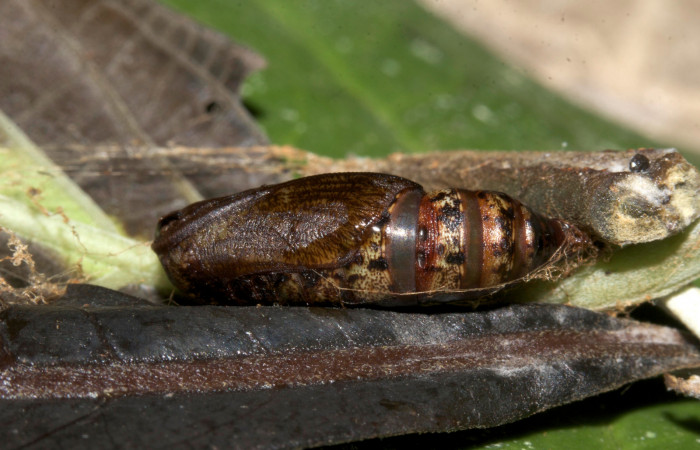 Figura 19. Pupa <i>Eusarca crameraria</i> (Geometridae), mide 16 mm aproximadamente. Voucher: 19-SRNP-30332-DHJ749699.jpg.