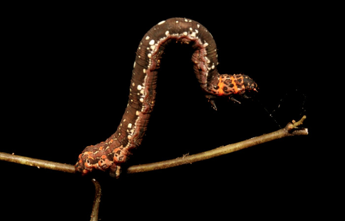Figura 2. Larva <i>Eusarca minucia</i> (Geometridae), último estadio posición lateral, mide 40 mm aproximadamente. Planta hospedera <i>Peperomia angularis)</i> (Piperaceae). Voucher: 10-SRNP-44380-DHJ478660.jpg.