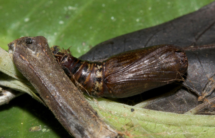 Figura 20. Pupa <i>Eusarca crameraria</i> (Geometridae), mide 16 mm aproximadamente. Voucher: 19-SRNP-30332-DHJ749700.jpg.