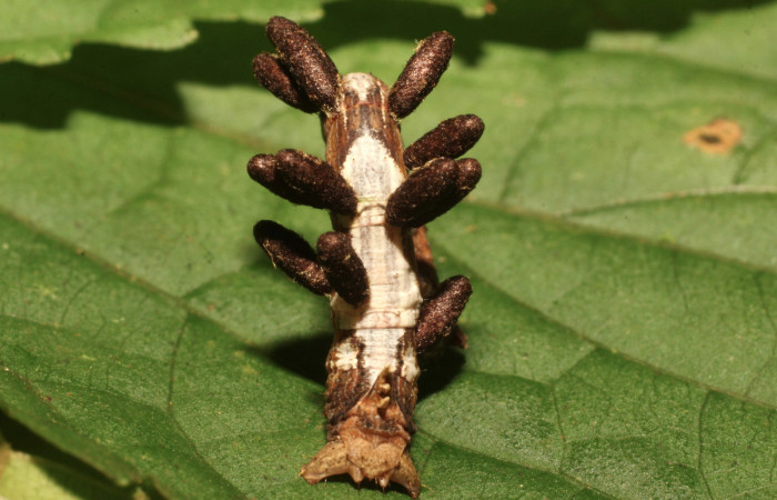 Figura 24. Capullos de (Braconidae), Voucher: 19-SRNP-35941-DHJ770320.jpg.