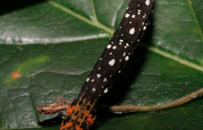 Figura 6. Larva <i>Eusarca minucia</i> (Geometridae), último estadio posición dorsal, mide 40 mm aproximadamente. Planta hospedera <i>Peperomia angularis)</i> (Piperaceae). Voucher: 08-SRNP-24275-DHJ448968.jpg.
