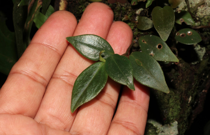 Figura 9. Planta hospedera <i> Peperomia angularis</i> (Piperaceae), una de las plantas donde se alimenta la larva de <i>Eusarca minucia</i> (Geometridae). Foto tomada por Roster Moraga, en estacion biológica el Hacha ACG, en la quebrada lajosa el 06 noviembre del 2020.