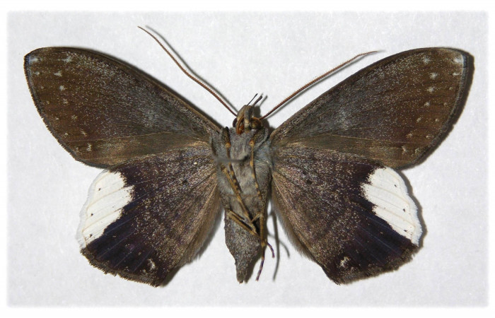 Fig. 4 Vista ventral del macho <i>Hemeroblemma leontia</i> (Erebidae). (03-SRNP-15993-DHJ314223).