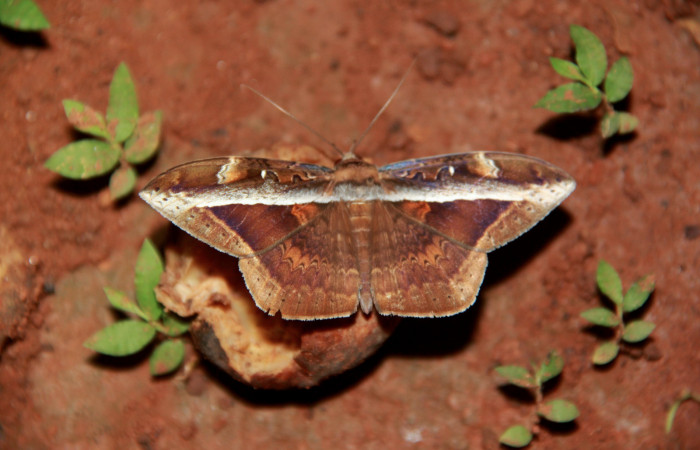 Fig. 5 Posición dorsal de un macho <i>Hemeroblemma opigena</i> (Erebidae). 20 de Julio 2020 Agua Buena; Sector El Hacha. (20-SRNP-21161-DHJ773527).