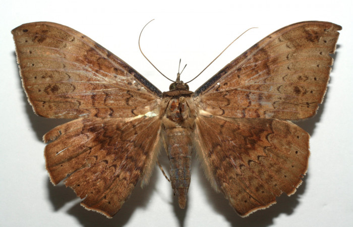 Fig. 8  Vista dorsal de la hembra <i>Hemeroblemma opigena</i> (Erebidae). (12-SRNP-104134-DHJ671067).