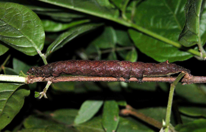 Fig. 9  Último estadio de la oruga <i>Hemeroblemma leontia</i> (Erebidae) alimentándose de <i>Guettarda foliacea</i> (Rubiaceae). (03-SRNP-15992-DHJ400993).