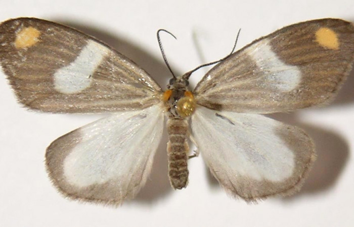 Fig. 1 Adulto vista dorsal hembra de <i>Nebulosa erymas</i> (Notodontidae) mide 25 mm. Sendero Nayo, Sector Cacao, 1090m. 98-SRNP-2204-DHJ300114.