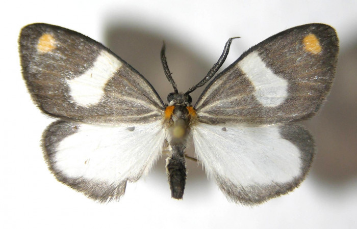 Fig. 3 Adulto vista ventral macho de <i>Nebulosa erymas</i> (Notodontidae) mide 51 mm. Sendero Nayo, Sector Cacao, 1090m. 06-SRNP-35779-DHJ350492.