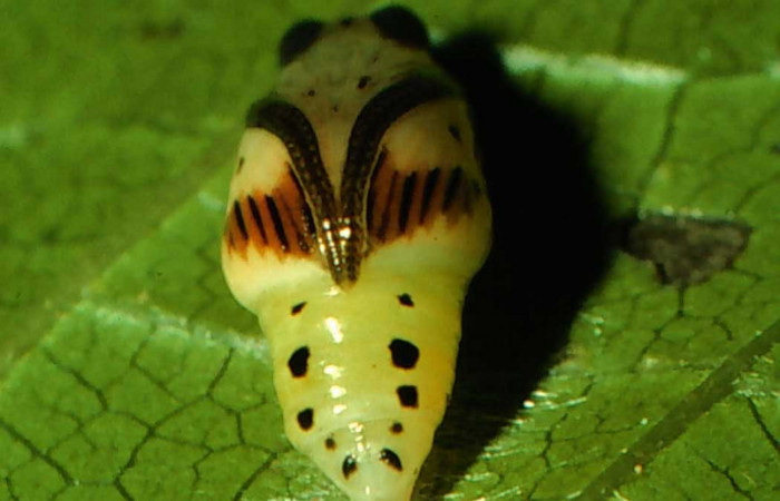 Fig. 8 Larva <i>Nebulosa erymas</i> (Notodontidae) mide 8 mm. Sendero Nayo, Sector Cacao, 1090m. 97-SRNP-1140-DHJ40929.jpg