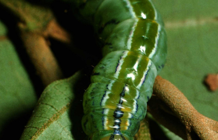 Fig.10Vista Frontal <i>Drugera</i> moronaDHJ02 (Notodontidae), se colectó 20 julio 2001, Sector Rincon Rain Forest , Sendero Parcela, 375mts.(01-SRNP-5450-DHJ59131.jpg).