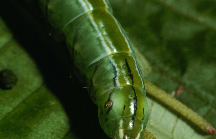 Fig.11 Vista trasera <i>Drugera</i> moronaDHJ02 (Notodontidae), se colectó 20 julio 2001, Sector Rincon Rain Forest , Sendero Parcela, 375mts.(01-SRNP-5450-DHJ59123.jpg).