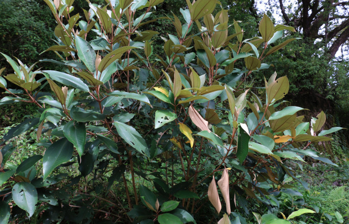 Fig.12 Planta <i>Miconia argentea</i> (Melastomataceae), hospedera de <i>Drugera</i> mimicaDHJ01 (Notodontidae), Estación Santa Maria. Foto,  Elieth Cantillano, 19 Octubre 2020.

