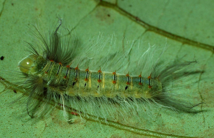 Figura 5. Larva en último estadio <i>Brachyglenis dinora</i>, (Riodinidae), alimentándose en <i>Myrcia splendens</i> (Myrtaceae), posición dorsal, Sector Pitilla, Quebradona (elevación 475 metros). 27 Noviembre 2010. (01-SRNP-22274-DHJ62631.jpg).