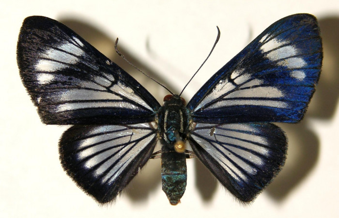 Figura 1. Adulto de <i>Brachyglenis dinora</i>, (Riodinidae), posición vista dorsal (macho). (01-SRNP-22274-DHJ91910.jpg).