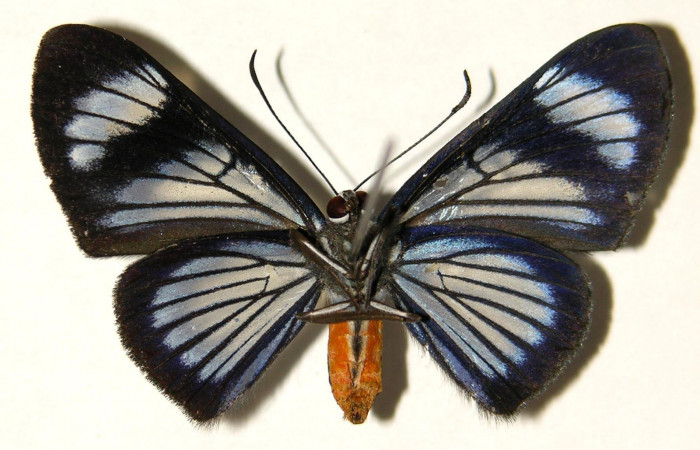 Figura 2. Adulto de <i>Brachyglenis dinora</i>, (Riodinidae), posición vista central (macho). (01-SRNP-22274-DHJ91911.jpg).