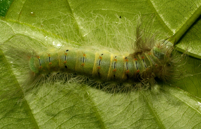 Figura 4. Larva en último estadio <i>Brachyglenis dinora</i>, (Riodinidae), alimentándose en <i>Myrcia splendens</i> (Myrtaceae), posición dorsal, Sector Pitilla, Quebradona (elevación 475 metros). 27 Noviembre 2010. (10-SRNP-73312-DHJ480059.jpg).