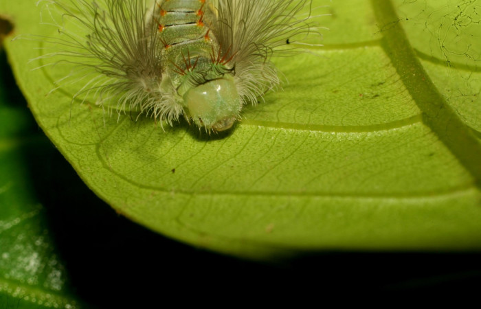 Figura 6. Larva en último estadio <i>Brachyglenis dinora</i>, (Riodinidae), alimentándose en <i>Myrcia splendens</i> (Myrtaceae), posición cabeza, Sector Pitilla, Quebradona (elevación 475 metros). 27 Noviembre 2010. (10-SRNP-73312-DHJ480072.jpg).