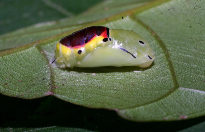 Figura 8. Pupa de <i>Brachyglenis dinora</i>, (Riodinidae) posición lateral en este estadio no se alimenta, Sector Pitilla, Quebradona, (elevación 475 metros). 21 Diciembre 2010. (10-SRNP-73312-DHJ480078).