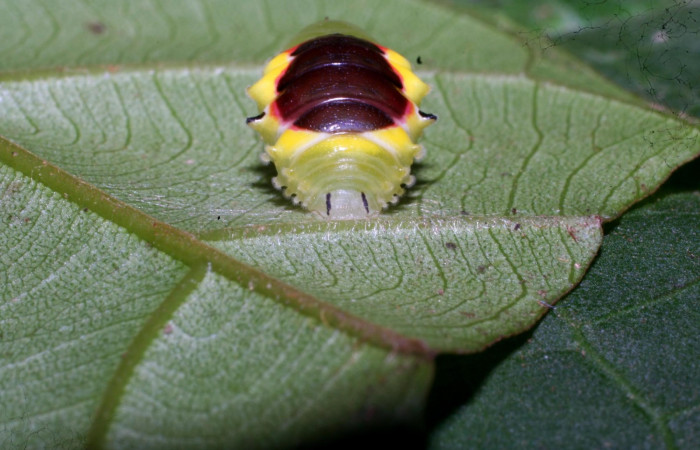 Figura 9. Pupa de <i>Brachyglenis dinora</i>, (Riodinidae) posición frente en este estadio no se alimenta, Sector Pitilla, Quebradona, (elevación 475 metros). 21 Diciembre 2010. (10-SRNP-73312-DHJ480079).